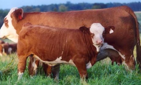 Цікаві факти про корів